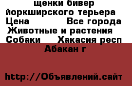 щенки бивер йоркширского терьера › Цена ­ 8 000 - Все города Животные и растения » Собаки   . Хакасия респ.,Абакан г.